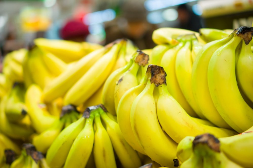 Costa Rica en emergencia por plaga que afectaría al banano Costa Rica en emergencia por plaga que afectaría al banano
