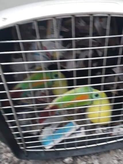 Liberan animales silvestres en Yaxhá, Petén Liberan animales silvestres en Yaxhá, Petén