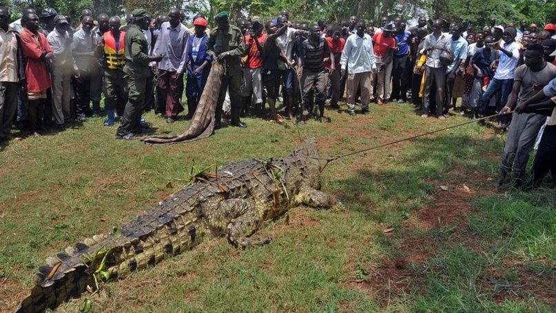 La historia del temible cocodrilo que asesinó a 80 personas en un pueblo de  África