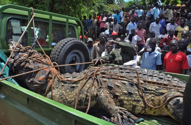 La historia del temible cocodrilo que asesinó a 80 personas en un pueblo de  África