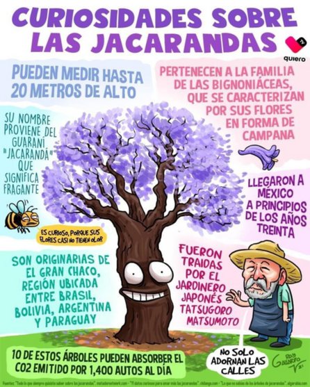 El árbol de Jacaranda, lo que debes saber